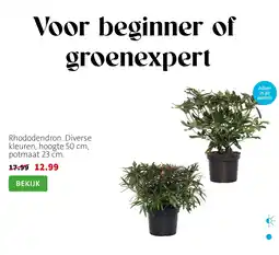 Intratuin Rhododendron aanbieding