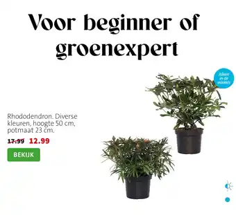 Rhododendron