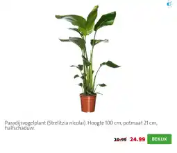 Intratuin Paradijsvogelplant aanbieding
