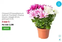 Intratuin Chrysant aanbieding