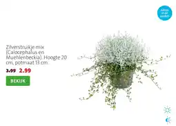 Intratuin Zilverstruikje mix aanbieding