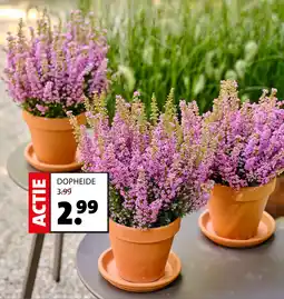 Intratuin Dopheide aanbieding