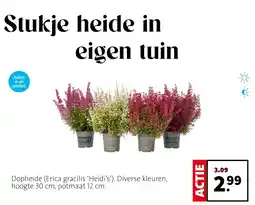 Intratuin Dopheide aanbieding