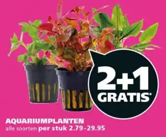 Ranzijn Aquariumplanten aanbieding