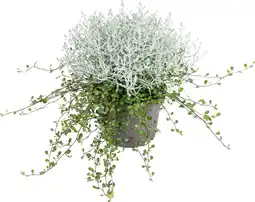 Intratuin Zilverstruikje mix (Calocephalus & Muehlenbeckia) D 13 H 20 cm aanbieding