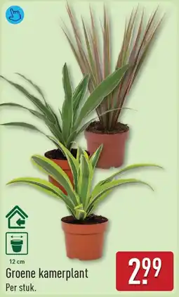ALDI Groene kamerplant aanbieding