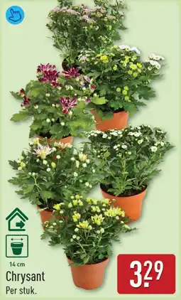 ALDI Chrysant aanbieding