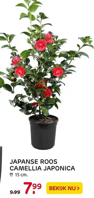 Praxis JAPANSE ROOS CAMELLIA JAPONICA aanbieding