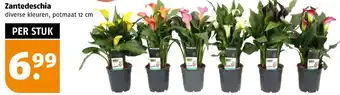 Poiesz Zantedeschia 12cm aanbieding