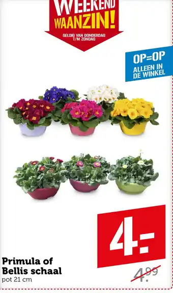 Coop Primula of Bellis schaal aanbieding