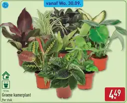 ALDI Groene kamerplant aanbieding