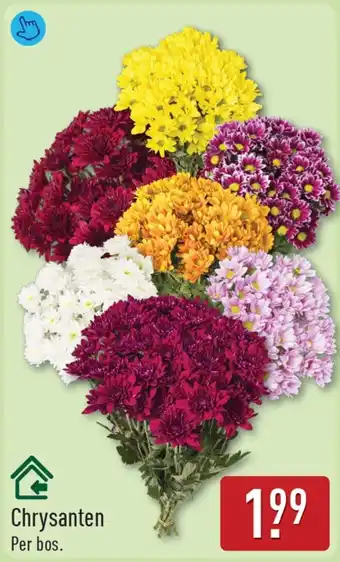 ALDI Chrysanten aanbieding
