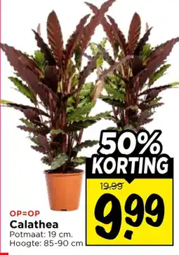 Vomar Voordeelmarkt Calathea aanbieding
