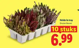 Lidl Heide in tray aanbieding