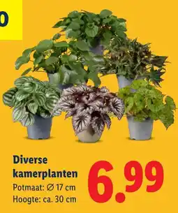 Lidl Diverse kamerplanten aanbieding