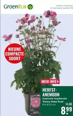 GroenRijk GroenRijk Herfstanemone aanbieding