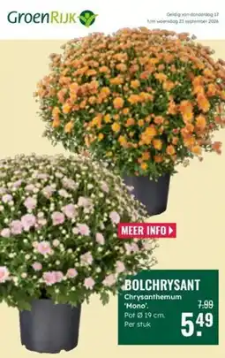 GroenRijk GroenRijk BOLCHRYSGANT aanbieding
