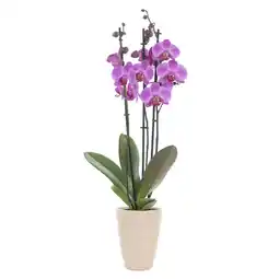 Albert Heijn AH Orchidee 3-tak in pot aanbieding