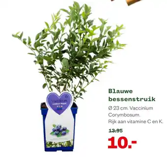 Welkoop Blauwe bessenstruik aanbieding