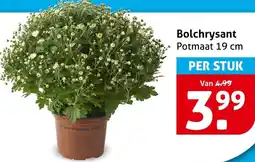 Hoogvliet Bolchrysant aanbieding