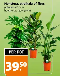 Poiesz Monstera, strelitzia of ficus aanbieding