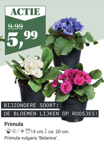 Tuincentrum Osdorp Primula aanbieding