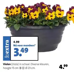 Intratuin Violen aanbieding