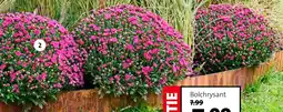 Intratuin Bolchrysant aanbieding