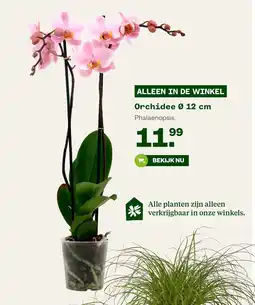Welkoop Orchidee phalaenopsis aanbieding