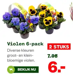 Welkoop Viola Violen 6-pack aanbieding