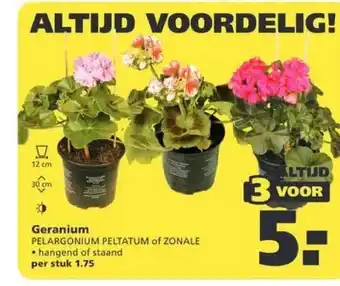 Ranzijn Geranium Pelargonium Peltatum Of Zonale aanbieding