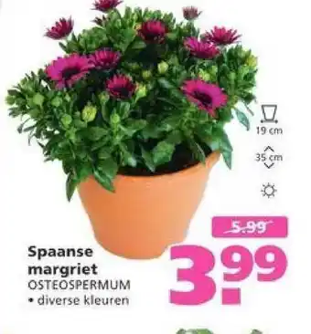 Ranzijn Spaanse Margriet aanbieding