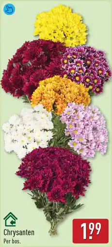 ALDI Chrysanten aanbieding
