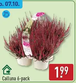 ALDI Calluna aanbieding