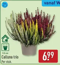 ALDI Calluna trio aanbieding