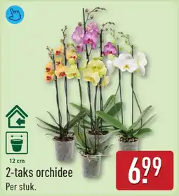 ALDI 2-taks orchidee aanbieding