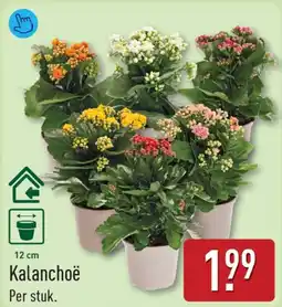 ALDI Kalanchoë aanbieding
