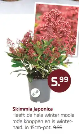 Coppelmans Skimmia Japonica aanbieding