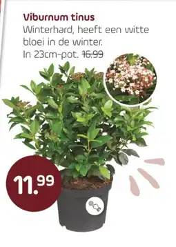 Coppelmans Viburnum tinus aanbieding