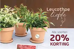Coppelmans Leucothoe liefde aanbieding
