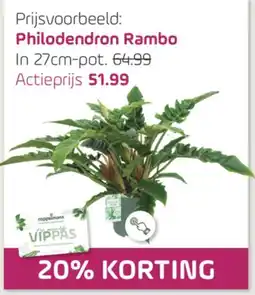 Coppelmans Philodendron Rambo aanbieding