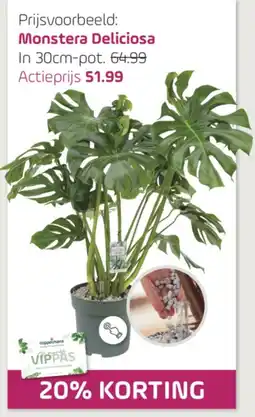 Coppelmans Monstera Delicioso aanbieding