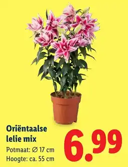 Lidl Oriëntaalse lelie mix aanbieding