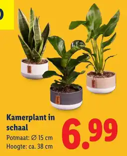 Lidl Kamerplant in schaal aanbieding