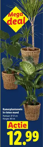 Lidl Kamerplantenmix in rieten mand aanbieding