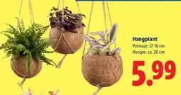 Lidl Hangplant aanbieding