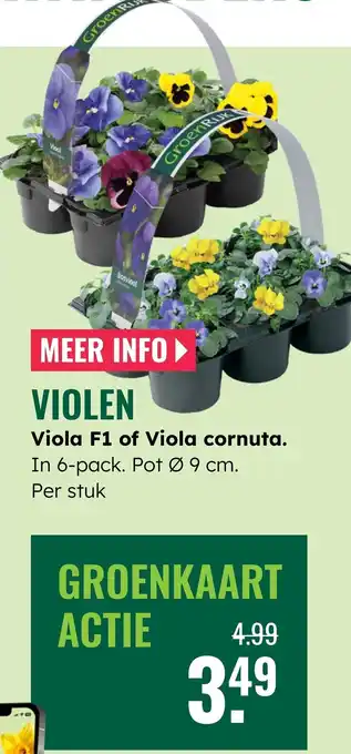 Violen Viola F1 of Viola cornuta.