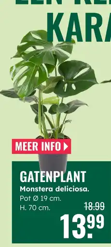 GroenRijk Gatenplant Monstera deliciosa aanbieding