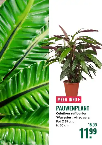 GroenRijk Pauwenplant aanbieding