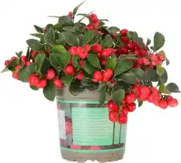 Intratuin Bergthee (Gaultheria procumbens 'Big Berry') D 11 H 15 cm aanbieding